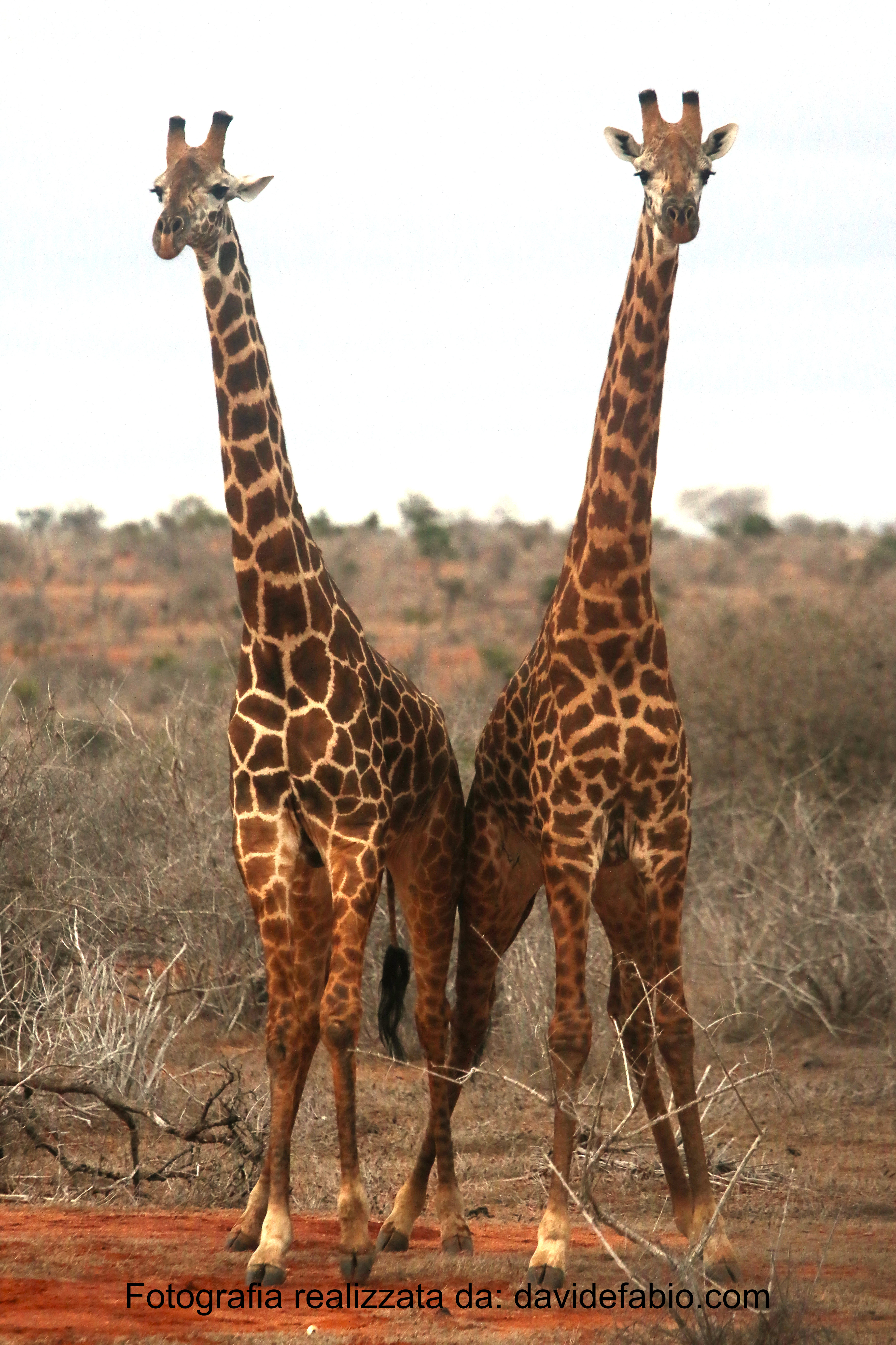 Jeep da safari al tramonto nella savana africana Kenya