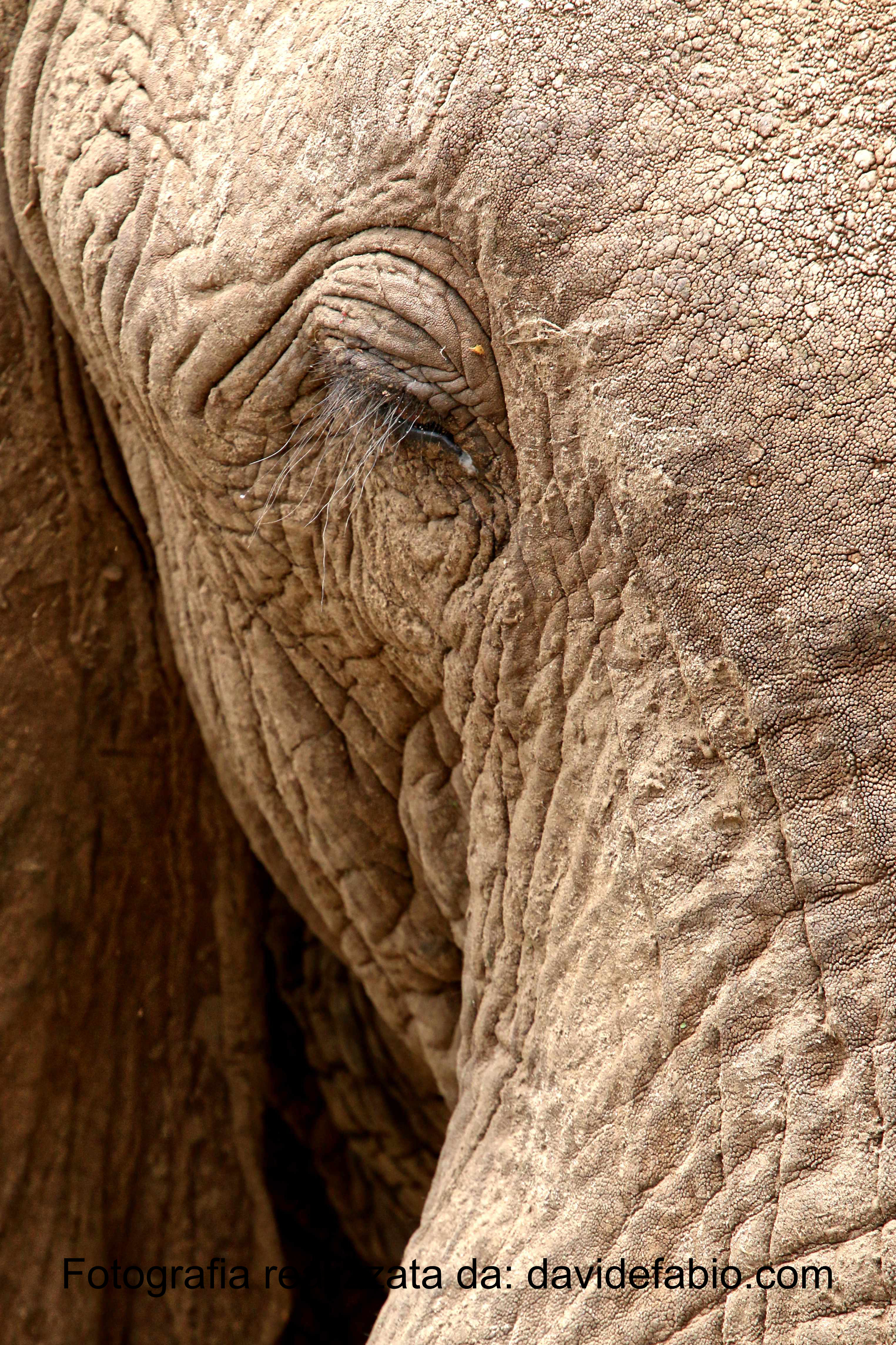 Branco di elefanti nel parco Amboseli Kenya