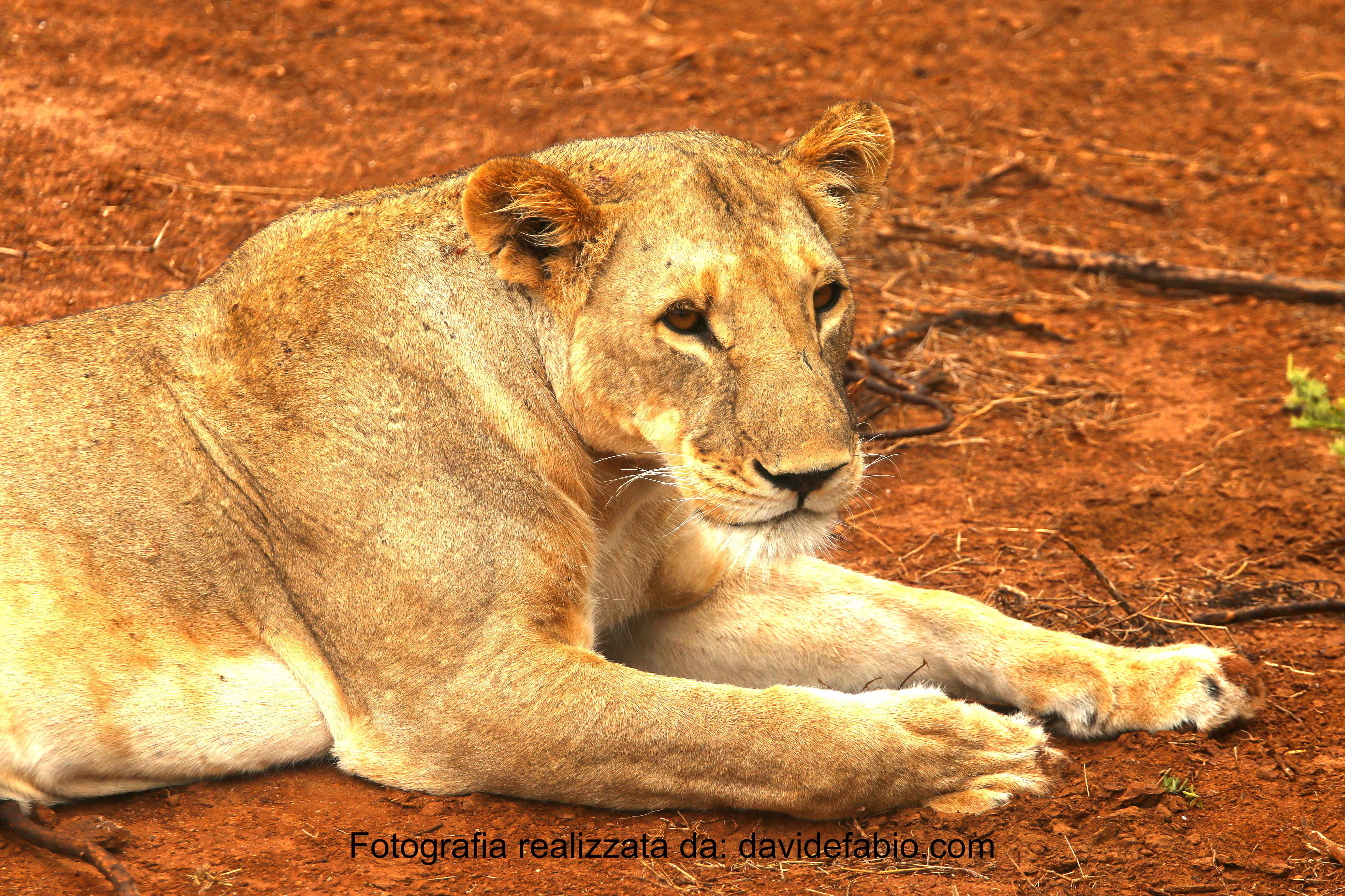 Guepardo su una roccia nella savana durante safari Kenya